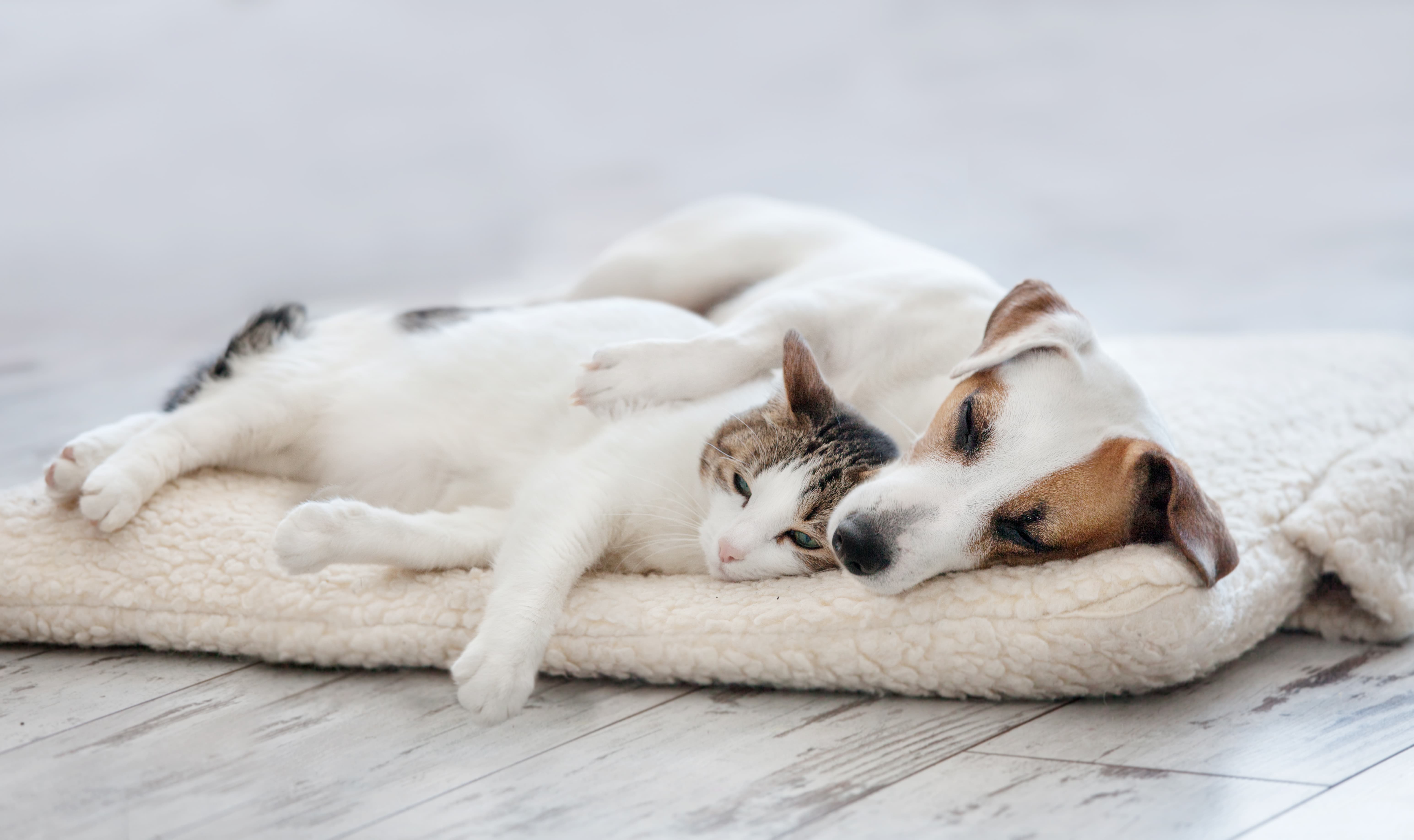 Our Top 5 Pet Essentials Picks!